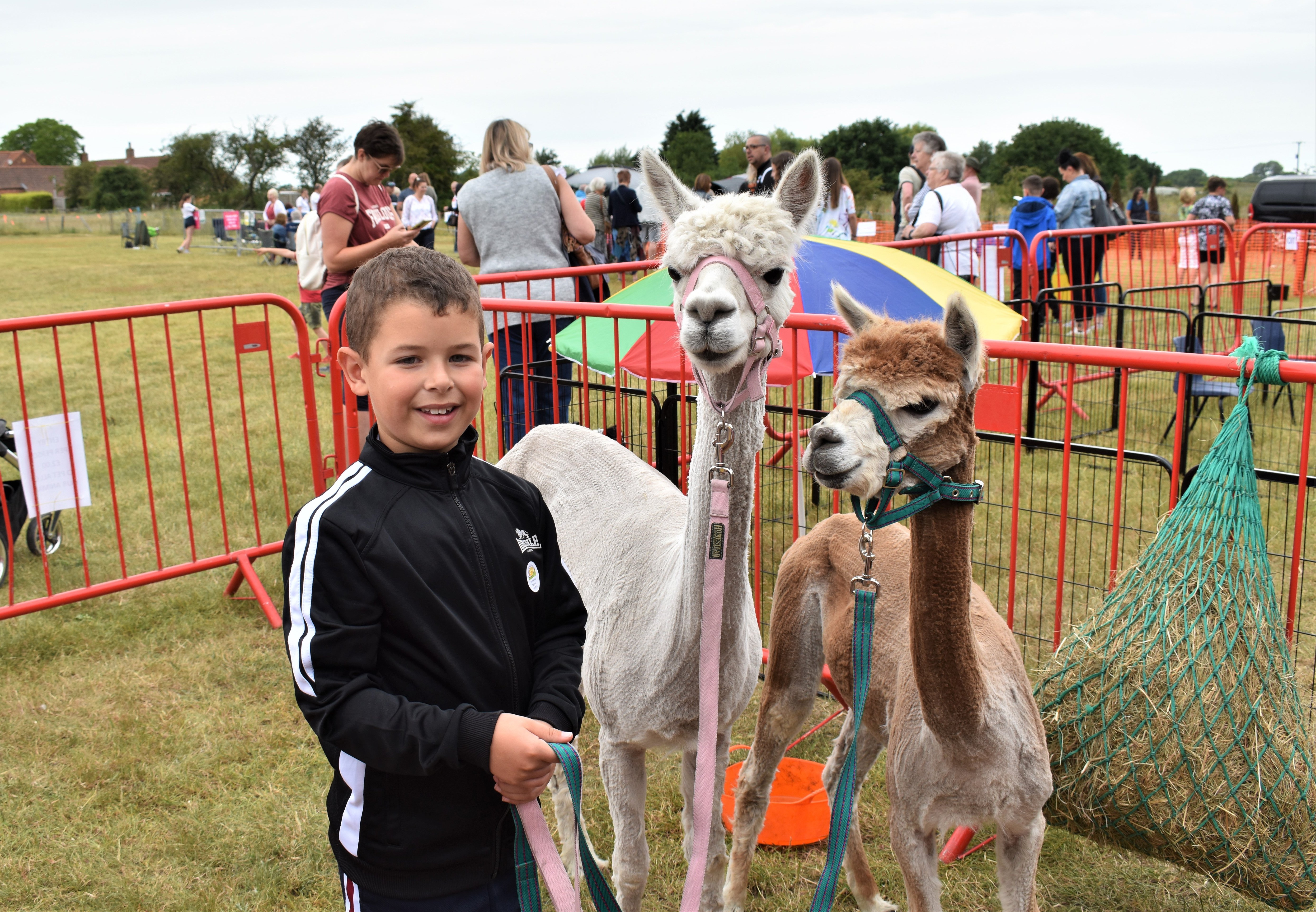 A young supporter enjoys meeting the alpacas.