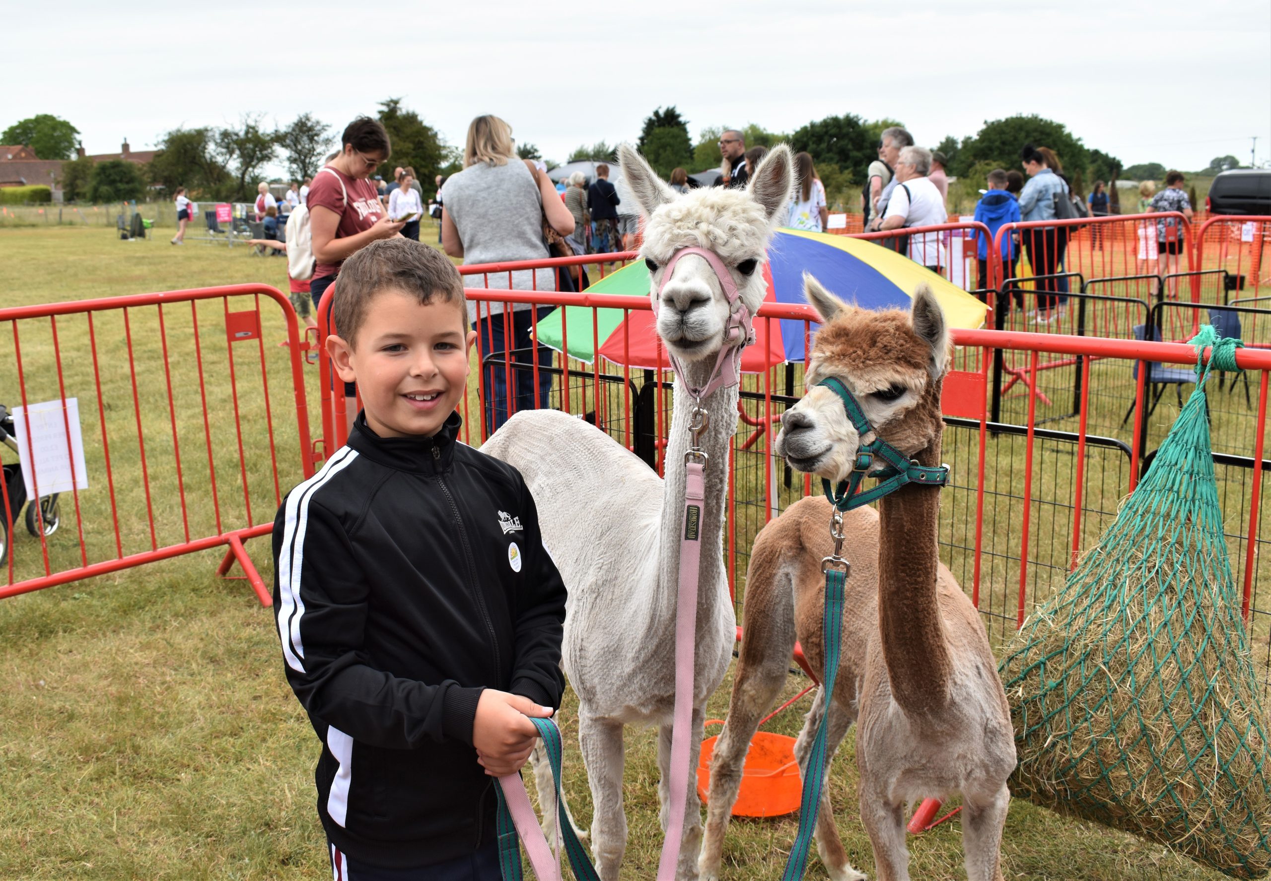 A young supporter enjoys meeting the alpacas.